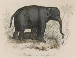 <b class=qtipBold><figcaption>Elephant/Suckling 19C</figcaption></b><br>A female Indian elephant suckling her young.<br><em>© Mary Evans Picture Library</em> Elephant/Suckling 19C