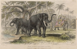 <b class=qtipBold><figcaption>Elephants/Howdah 19C</figcaption></b><br>A family of Indian elephants in the wild, with a working elephant in the background.<br><em>© Mary Evans Picture Library</em> Elephants/Howdah 19C