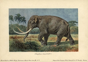 Elephas imperator, an extinct giant mammoth Elephas imperator, an extinct giant mammoth