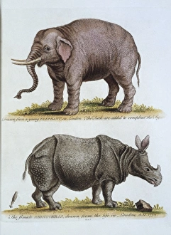 Elephas maximus, Asian elephant & rhinoceros Elephas maximus, Asian elephant & rhinoceros