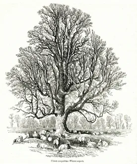 Elm tree, Ulmus campestris, in winter Elm tree, Ulmus campestris, in winter