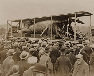 Embalmed whale on tour in England, 1931 Embalmed whale on tour in England, 1931
