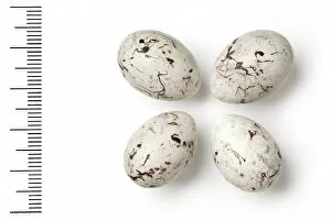 Related Images Gallery: Emberiza leucocephalos, pine bunting eggs