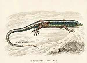 Emerald skink, Lamprolepis smaragdina Emerald skink, Lamprolepis smaragdina