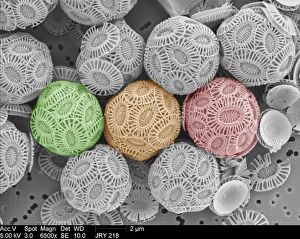 Phytoplankton Collection: Emiliania huxleyi coccolithophores