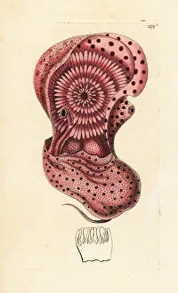 Emperor nautilus cephalopod out of its shell Emperor nautilus cephalopod out of its shell
