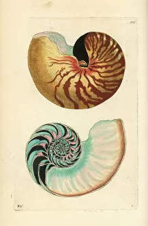 Nautilus Gallery: Emperor nautilus shell, Nautilus pompilius