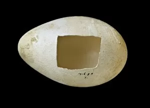 Aptenodytes Gallery: Emperor penguin egg