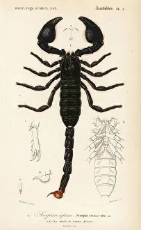 Emperor scorpion, Pandinus imperator Emperor scorpion, Pandinus imperator