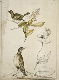 Eudicotinae Gallery: Empidonax virescnes, Elliottia racemosa, Callirrhoe triangul