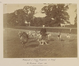 Emu, rheas and kangaroos at Tring Park Emu, rheas and kangaroos at Tring Park