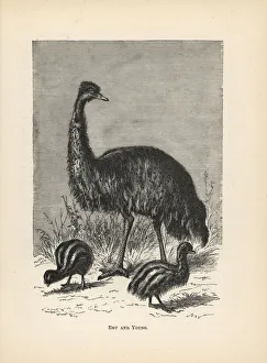 Emu and young, Dromaius novaehollandiae Emu and young, Dromaius novaehollandiae