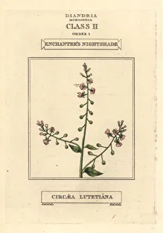 Enchanter's nightshade, Circaea lutetiana Enchanter's nightshade, Circaea lutetiana