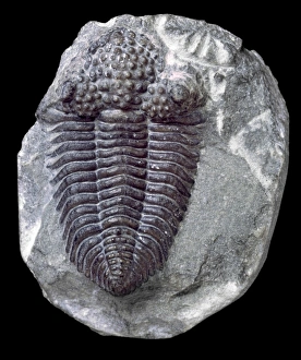 Encrinurus variolaris, trilobite Encrinurus variolaris, trilobite