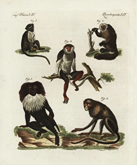 Endangered macaques, douc, saki and roloway monkey Endangered macaques, douc, saki and roloway monkey