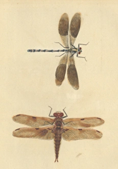 English Insects illustration by James Barbut English Insects illustration by James Barbut