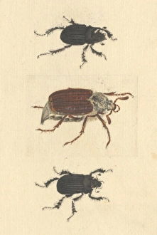 English Insects illustration of Minotaur beetles and Cockcha English Insects illustration of Minotaur beetles and Cockcha