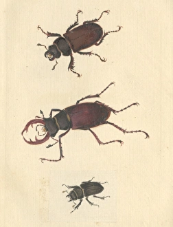 English Insects illustration of Stag beetles by James Barbut English Insects illustration of Stag beetles by James Barbut