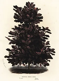 Robur Gallery: English oak, black variety, Quercus robur nigra