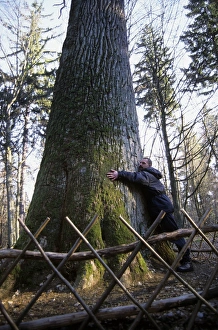 Robur Gallery: English / Pedunculate Oak Tree - with man standing
