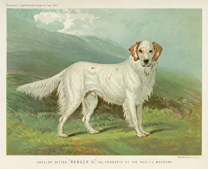 <b class=qtipBold><figcaption>English Setter (Shaw)</figcaption></b><br>A white English setter.<br><em>© Mary Evans Picture Library</em> English Setter (Shaw)