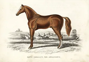 English thoroughbred horse, Equus caballus var. anglicanus English thoroughbred horse, Equus caballus var. anglicanus