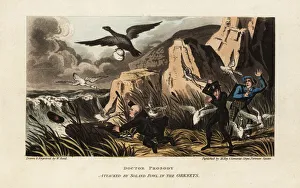 English tourists attacked by Northern gannets in the Orkneys English tourists attacked by Northern gannets in the Orkneys