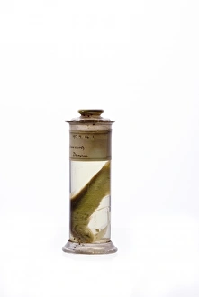 Engraulis ringens, Peruvian anchoveta Engraulis ringens, Peruvian anchoveta