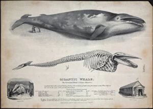 Engraving of the Baloena musculus, greenland whale