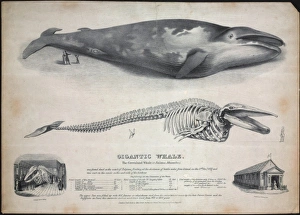 Engraving of the Baloena musculus, greenland whale Engraving of the Baloena musculus, greenland whale