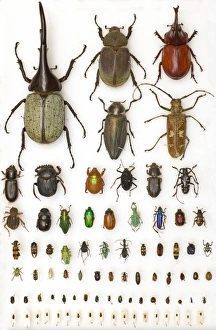 <b class=qtipBold><figcaption>Entomology Specimens</figcaption></b><br>Section of a specimen tray from the Natural History Museum's Entomology Department showing the diversity of insects in terms of shape, size and colours. Date:<br><em>© Mary Evans / Natural History Museum</em> Entomology Specimens