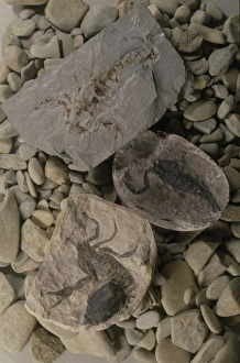 Eoscorpius sparthensis, fossil scorpion Eoscorpius sparthensis, fossil scorpion
