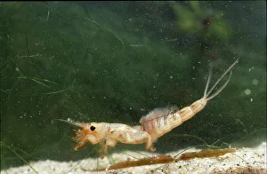 Ephemera danica, mayfly larva