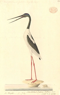 Ephippiorhynchus asiaticus, black-necked stork Ephippiorhynchus asiaticus, black-necked stork