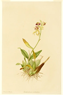 Epidendrum cochleatum, clamshell orchid Epidendrum cochleatum, clamshell orchid