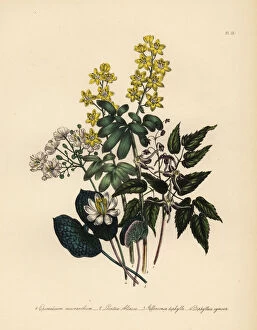 Humphreys Gallery: Epimedium, lions leaf, Jeffersonia and Diphylleia species