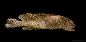 Epinephelus quoyanus, longfin grouper Epinephelus quoyanus, longfin grouper