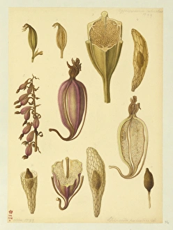 Epipactis palustris, marsh helliborine Epipactis palustris, marsh helliborine