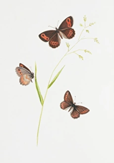 Erebia aethiops, scotch argus butterfly Erebia aethiops, scotch argus butterfly