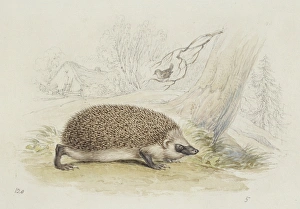 Erinaceus europaeus, western European hedgehog Erinaceus europaeus, western European hedgehog