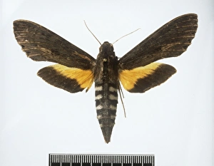 Erinnyis alope subspecies dispersa, alope sphinx moth Erinnyis alope subspecies dispersa, alope sphinx moth