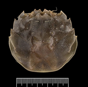 Eriocheir sinensis, Chinese mitten crab Eriocheir sinensis, Chinese mitten crab