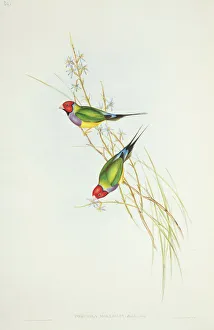 Passerine Gallery: Erythrura gouldiae, Gouldian finch