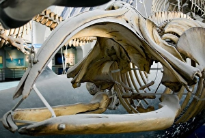 Eubalaena glacialis, black right whale Eubalaena glacialis, black right whale