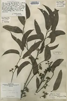 Eucalyptus obliqua, Australian oak Holotype Specimen Print