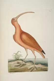 Eudocimus ruber, scarlet ibis
