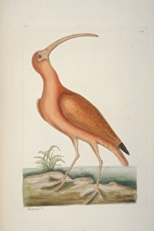 Eudocimus ruber, scarlet ibis Eudocimus ruber, scarlet ibis