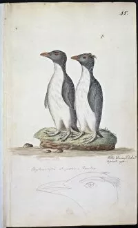 Eudyptes Chrysocome Gallery: Eudyptes chrysocome, rockhopper penguin