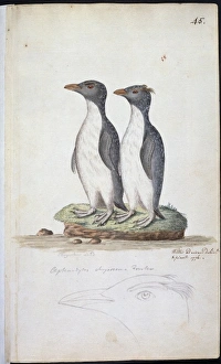 Eudyptes Chrysocome Gallery: Eudyptes chrysocome, rockhopper penguin