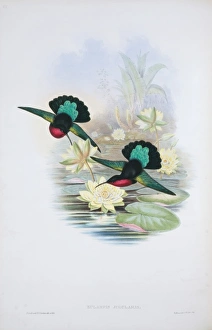 Eulampis jugularis, purple-throated carib Eulampis jugularis, purple-throated carib